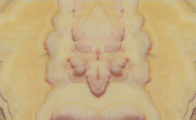 Honey Onyx Bookmatch